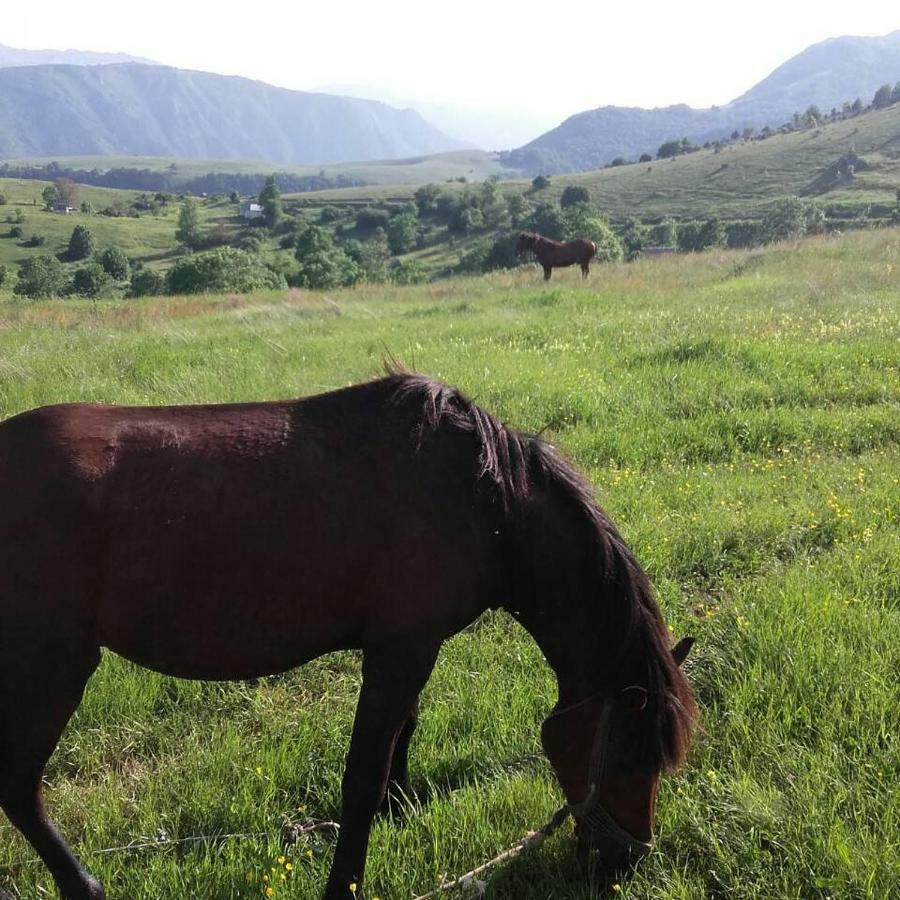 Suri Konuk evi Plužine Dış mekan fotoğraf